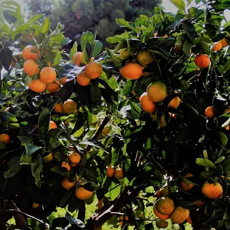 Lejlighed Tribunj Tribalj